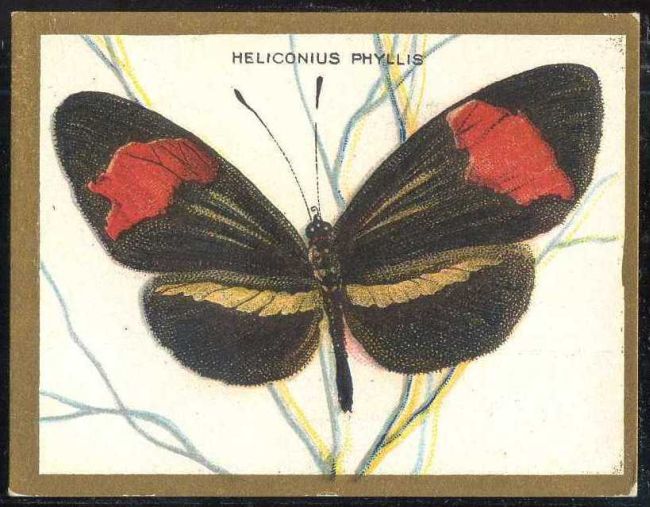 Heliconius Phyllis